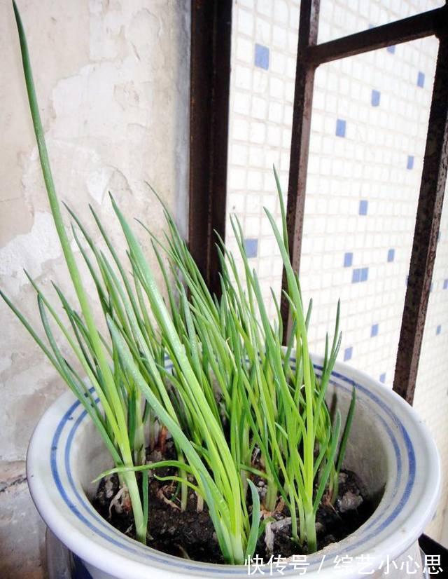 10种“阳台菜”，不分季节有空就能种，周期短长得快，家人都能吃