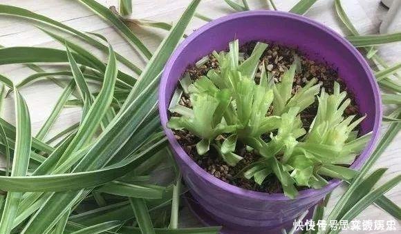  10米长的绿萝,阳台放不下了,看看他是怎么养的吧