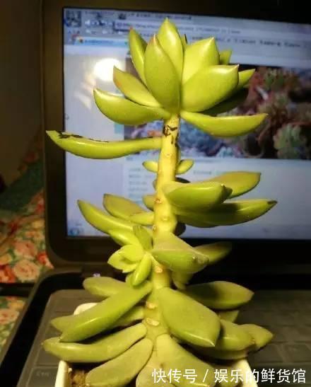 多肉长残的照片,看一次笑一次,根治各种抑郁