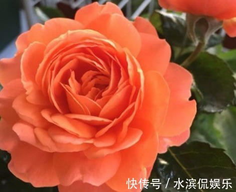 阳台|新手养花,不如养盆花中精品“土星王阳台”,丰腴婀娜,富贵祥瑞