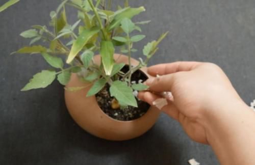 大蒜|在花盆里撒一点,不管养什么花根壮叶绿爆满盆,再难养的花也能活