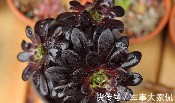 玫瑰|黑色禁欲系“玫瑰”黑法师,季节轮回,养殖当遵从不同的法则