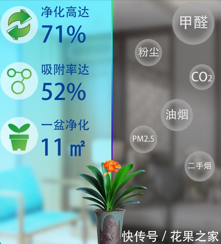想养|要想养“君子兰”发芽快、年年开花、花期长,四个关键点!