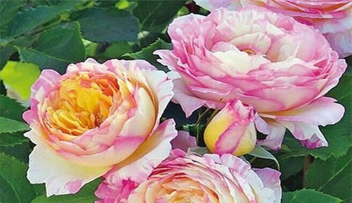  值得|最迷人的3种花，好看又好养，四季花不断，植株低矮，值得拥有