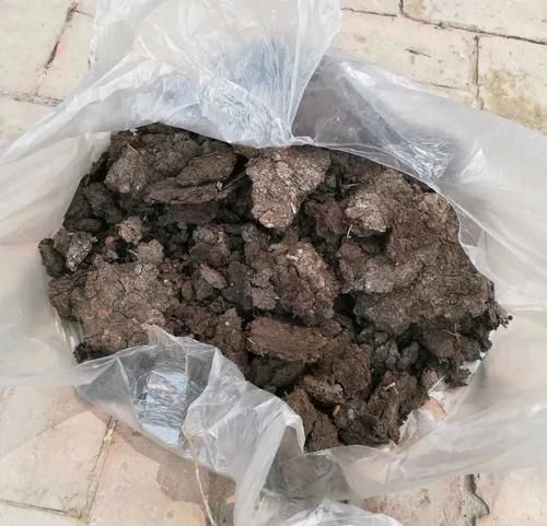 有光泽|秋天,这3种花一定要勤施肥,叶片更多更厚实,好看又有光泽