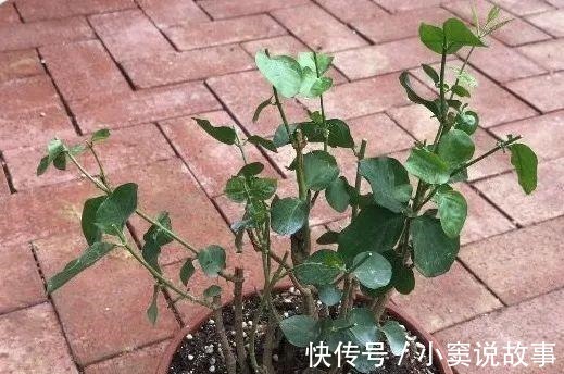 金枝玉叶不能长太高,越矮越值钱,一长高就砍!