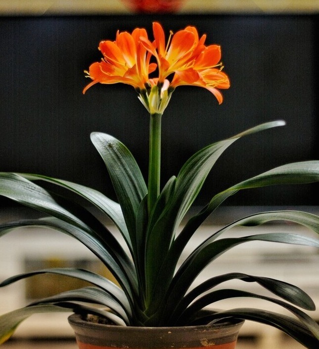 君子兰害怕五件事,新手经常犯,难怪越养越糟糕