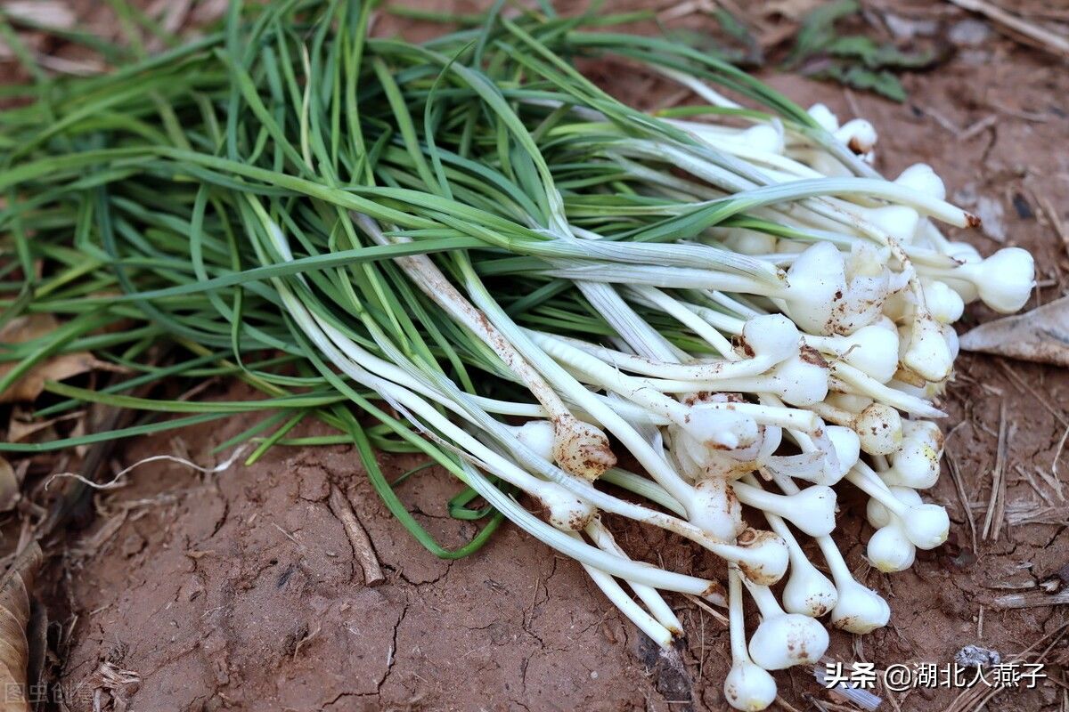 野菜|49种野菜大图片，带你见识不同的野菜和吃法，你想要的野菜这里有
