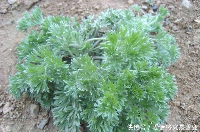 外形酷似艾草,曾是救命粮,野外不好寻找,李时珍轻身益气耐老