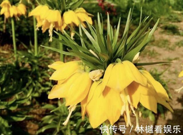 植株|在山谷，看到1种“杂草”请珍惜，它价值高，“1千元”1斤，珍贵