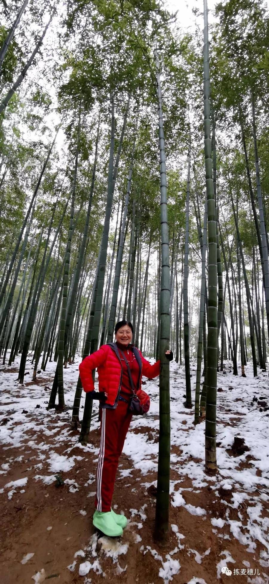 大竹海|正月下江南（1）雨中游太湖古镇，游览雪后中国大竹海