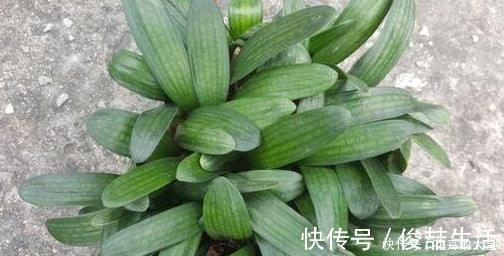 腐叶土|养君子兰用这个小妙招，开花多、新叶多、不夹箭，叶子绿的发光