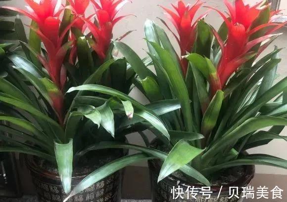 不死草|“3种花”旺家、旺财好兆头,寓意好又漂亮,家中必备!