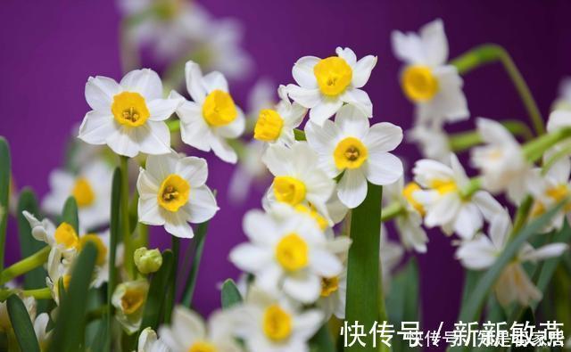 腊月不可错过的5种富贵花,随便养一盆,富贵上门来