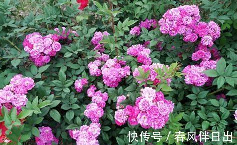 养花|养花试试这几款,靠近热带戈壁、着花犹如玫瑰一样平常美丽