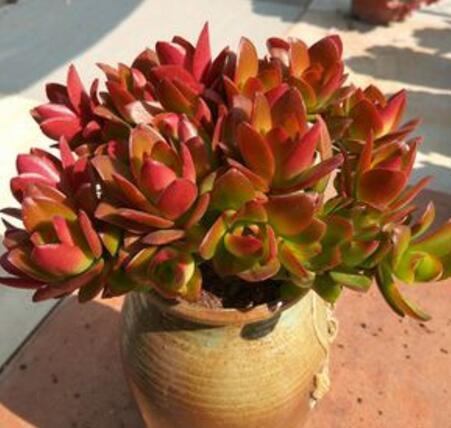 这“4种”多肉,好养又好看,度夏无压力,越养越胖越漂亮