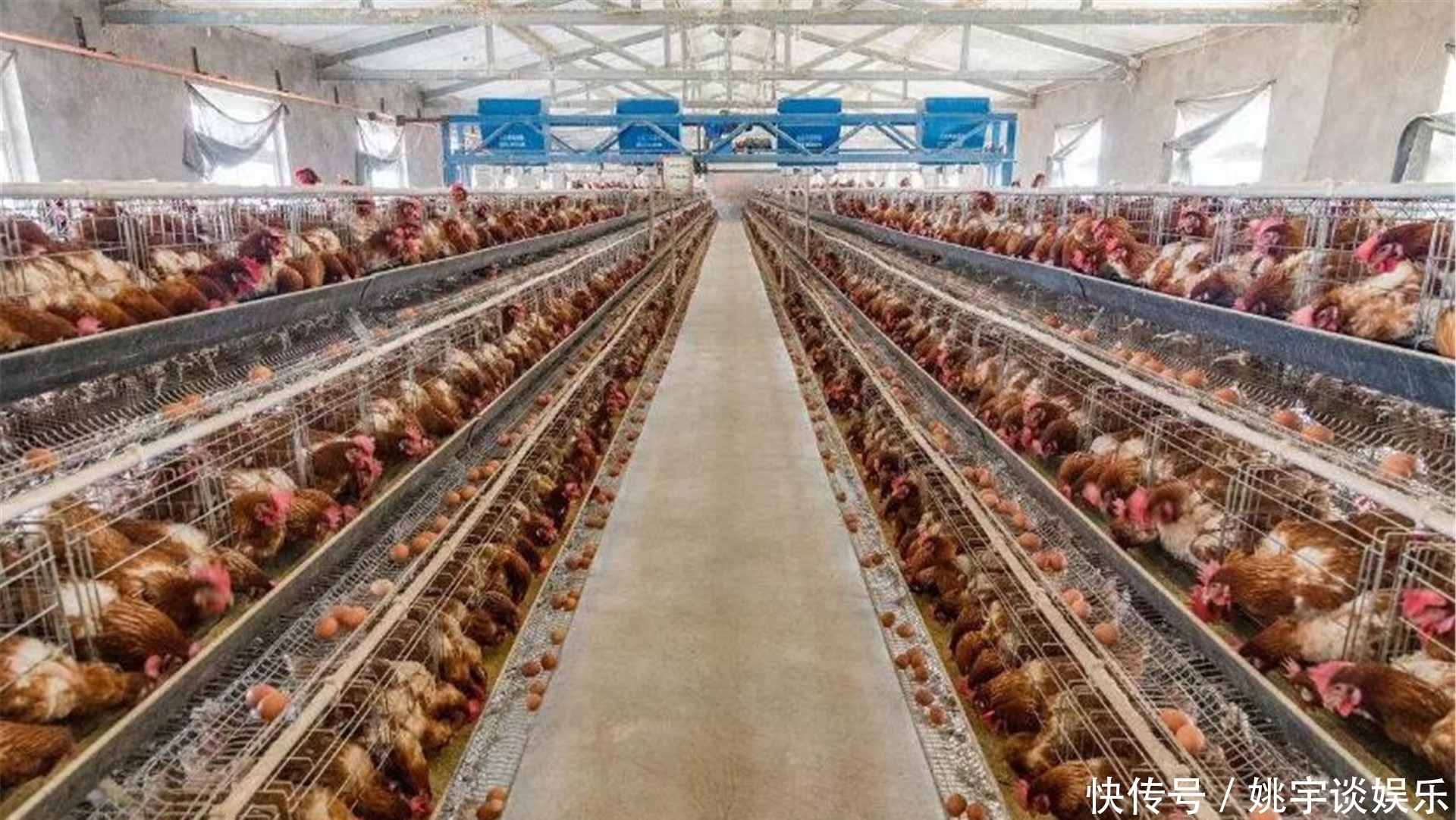 城里人|农村土鸡“跌落神坛”,为何现在城里人,对农村土鸡没兴趣了?