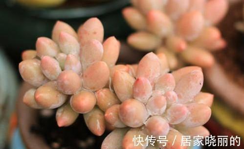 夏季|多肉婴儿手指养出状态叶色粉嫩不输桃蛋，但度夏也是老大难