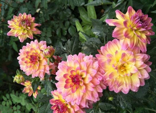 种植这三种妩媚的菊花，花开茂盛花香怡人，爱爆盆，天天都能赏花