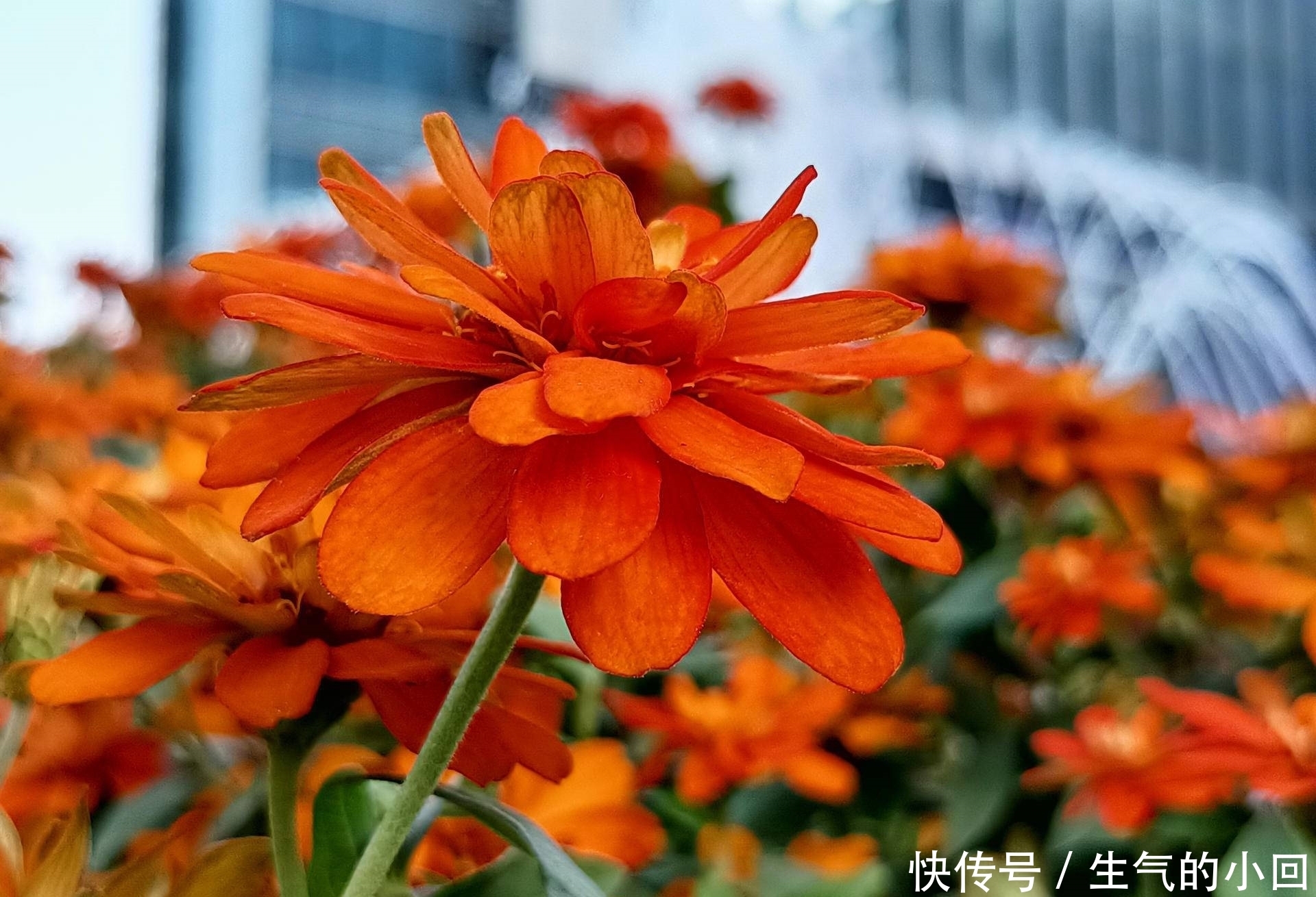 感受|体验无短板!OPPO K7x拍照感受:千元机也能所拍即所得