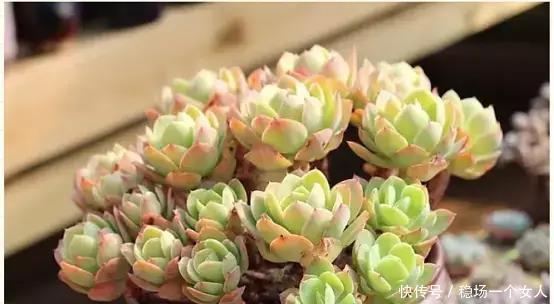 4步学会多肉变身老桩,身价立马翻10倍