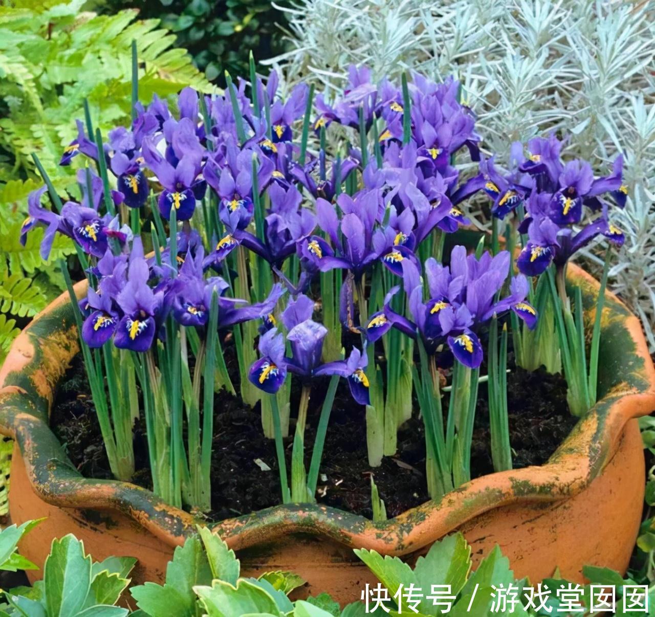 紫色|3种紫花好养又美丽,阳台摆几盆,花朵砰砰开成球,惊艳极了