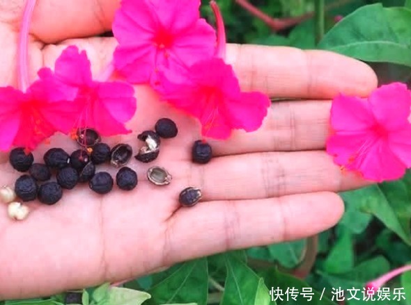 喜欢菊花,不如养盆“地雷”花,似桃吐丹霞,亲切妖娆