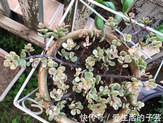 养花|养多肉雅乐之舞,做好5要点、注意3事项,叶片嘭嘭肥起来,美极了