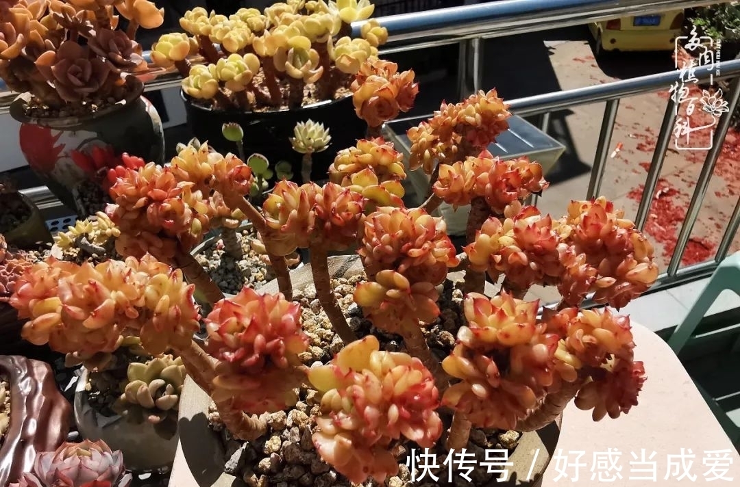 治愈之“肉”:愿所有的养肉人都被这些“胖子们”治愈