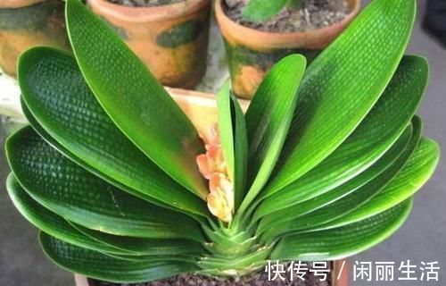 君子兰风信子夹箭不开花，简单1招，把花拽出来！