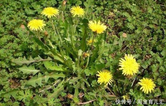 黄金|蒲公英和“此”是黄金搭配,若能连续喝3天,清肝明目还抗衰老!