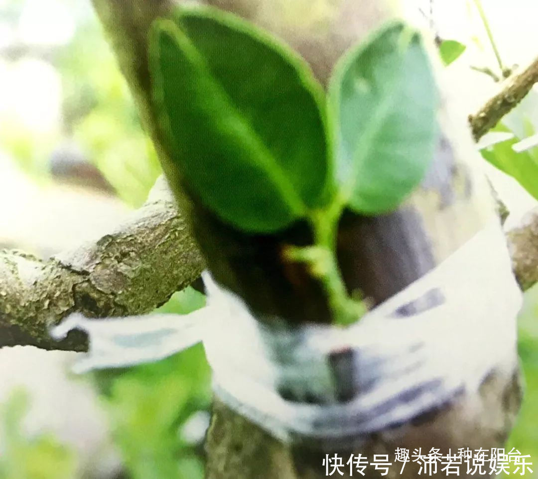 罗汉松芽|罗汉松芽接案例分享，台长教你玩出别出心裁的岭南盆景！