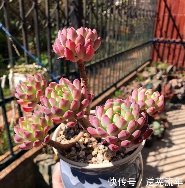 多肉胖嘟嘟,浇点磷酸二氢钾,开花变成丑瘦子!