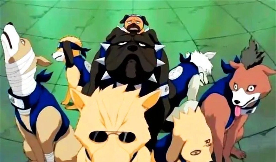 小樱|卡卡西的八忍犬都叫什么名字?帕克让小樱抓狂,阿基诺时刻戴墨镜