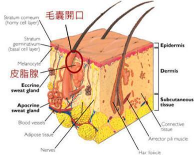 5个常见护肤伪概念补水、吸收都在其中,你被坑了吗