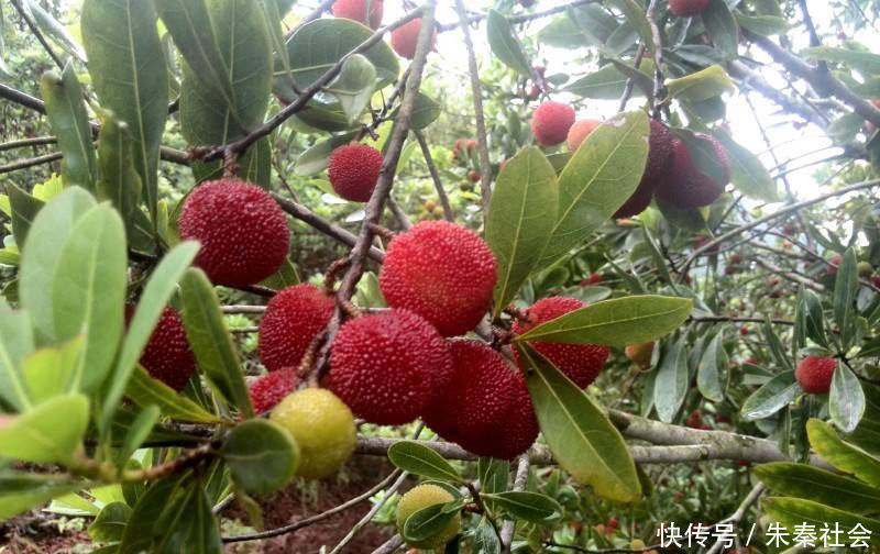 一“奇特”水果,果肉肥厚却没有皮,最高180元一斤,如今10元3斤