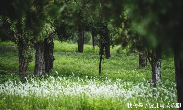 绿色出游，在尼山圣境健康“森”呼吸吧！