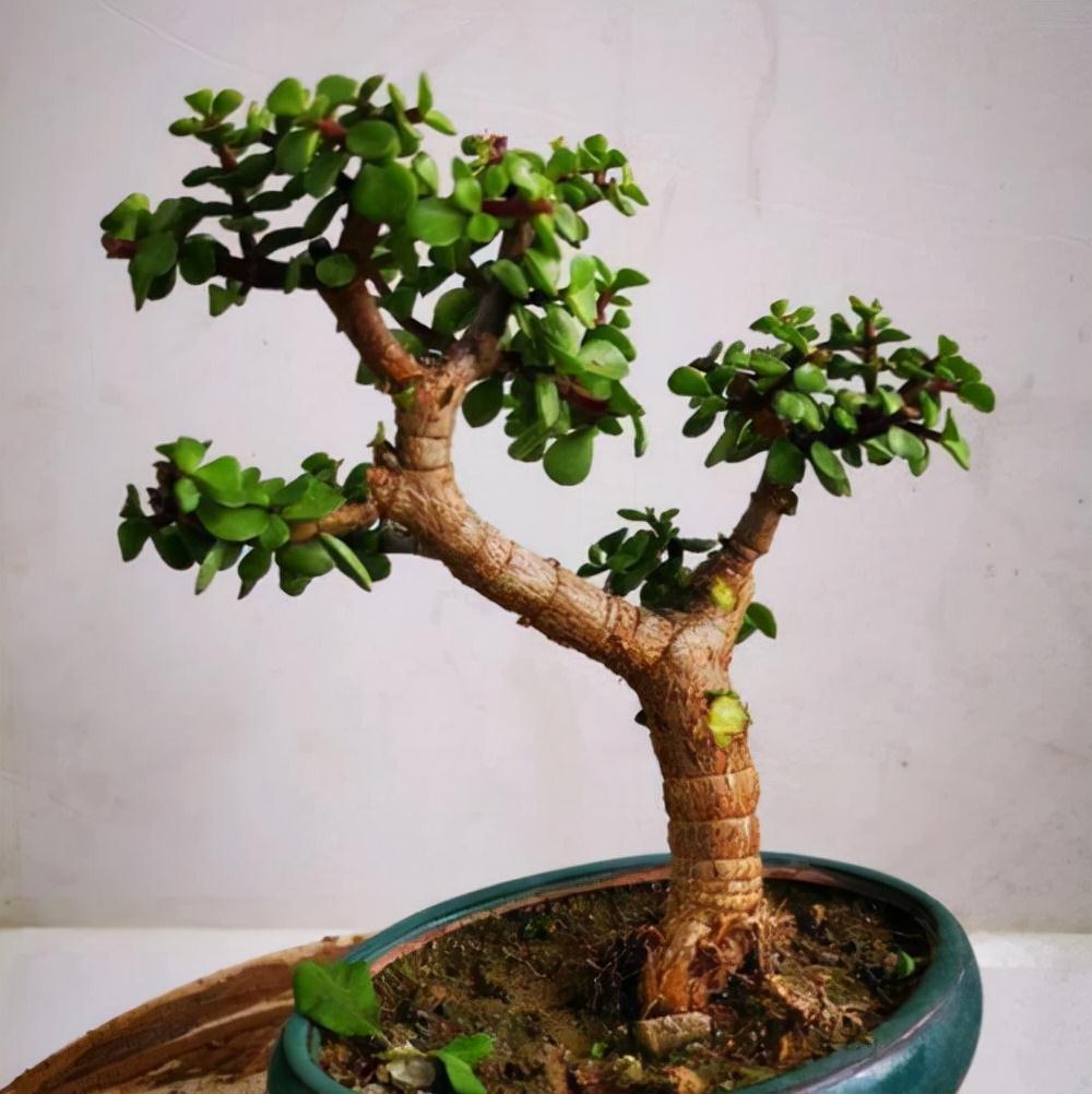 老桩|6种富贵花,全都“寿命长”,轻松养成老桩,越大越“旺家”