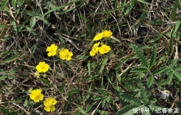  男性|农村一种奇特野草，称作“浮尸草”，用它炖肉是一绝，男性最喜欢