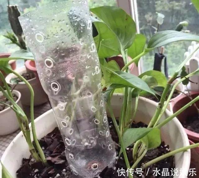 生根|矿泉水瓶有“大作用”,10个“用法”最经典,可以种豆芽、养花