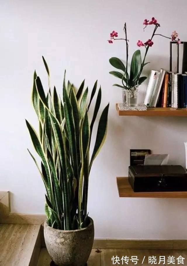 7种大型花,建议在客厅养一盆,吸废气制氧气,还有旺家的好寓意