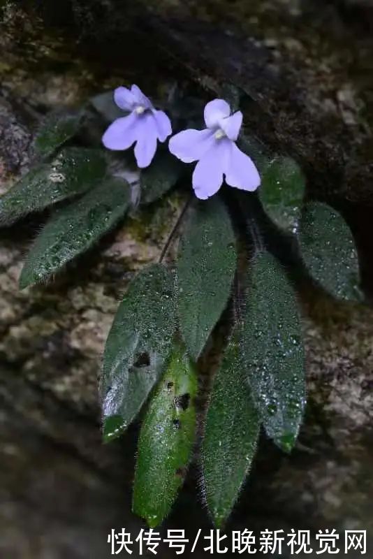 张挺|比大熊猫还珍稀的极危植物，消失百年后从天坑“归来”