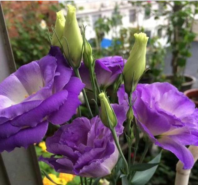 养花就养3种花,好养易活花量大,寓意吉祥人人爱,家里养真适合