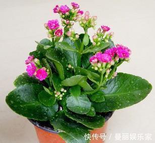 盆栽长寿花,即将“休眠期”,夏天“别踩坑”,睡醒开花多