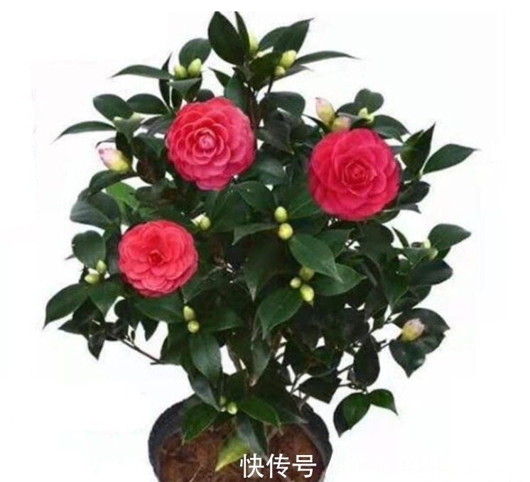 养杜鹃花、茶花、栀子花,跟着我做,五年不换盆依然茂盛开花多