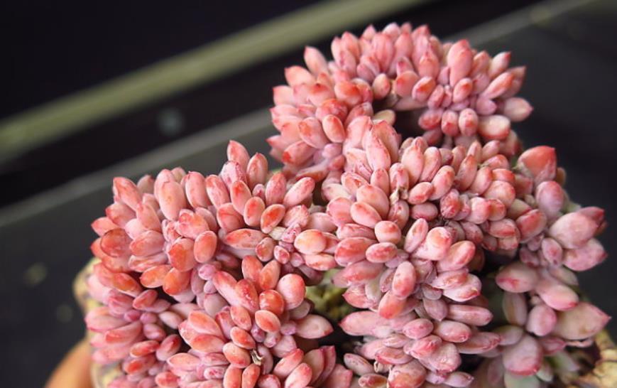 肥厚|7月养盆秋之霜，名字凉爽养护简单，35℃照样红彤彤，养的人不多