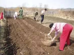 五谷|天地生五谷:土豆兄弟