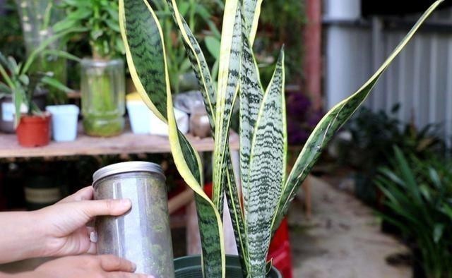 虎皮兰冬天最讨厌“3种水”,浇上就烂根,很容易养不活!
