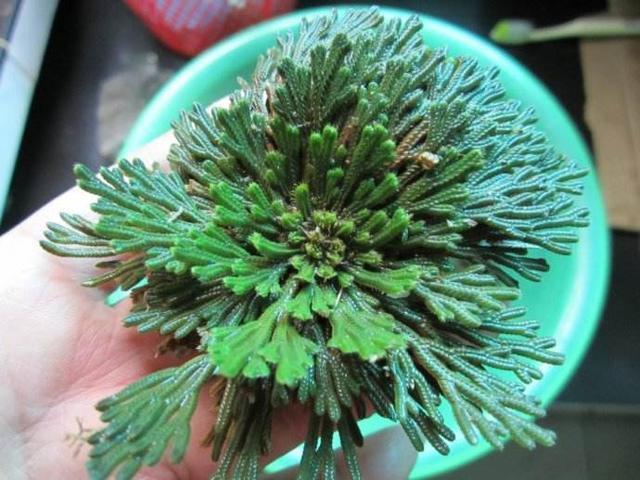 长在“山坡”上的“传奇”野草,挖一棵养家里,越养越值钱!