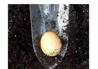 一个鸡蛋养一盆花，枝繁叶茂开花很多，一年不用买花肥